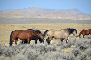 Wild_Mustangs_in_Wyoming