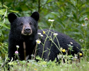 Black_Bear_in_Alaska_(1750394833)